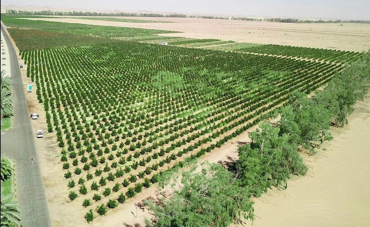 Aerial view of green farmland reclaimed from the Thar Desert in Rajasthan