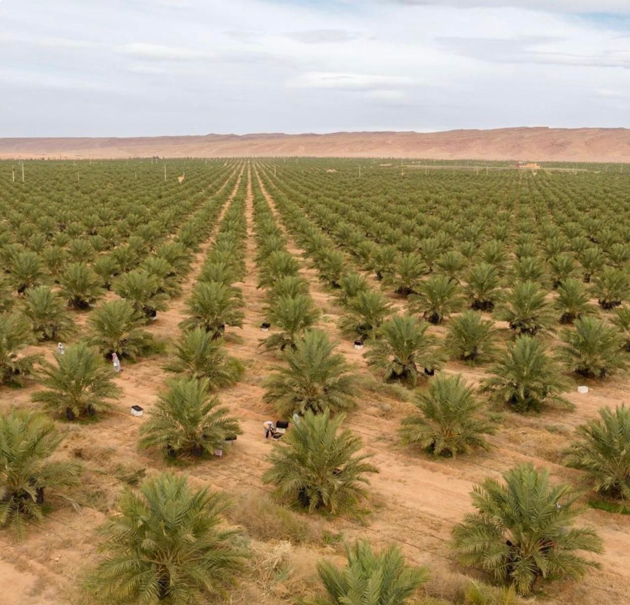 Rows of date palm and tree plantations greening the Thar Desert